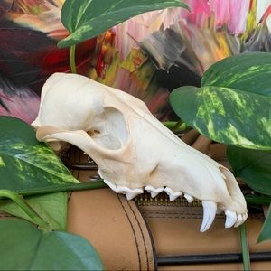 [Sold on Merc] Fox skull